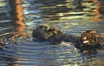 Sea Otter