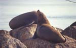 Sea Lions