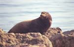 Sea Lion