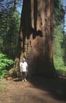 Kalyan and a Giant Sequoia