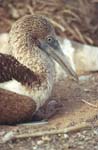 Blue-Footed Boobie