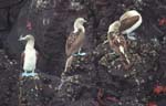 Blue-Footed Boobies