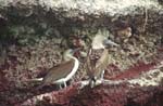 Blue-Footed Boobies