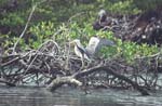 Blue Heron