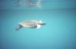 Sea Turtle