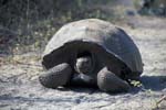 Galapagos Tortoise