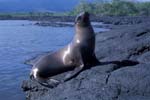 Sea Lion