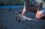 Marine Iguana and Me