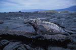 Marine Iguana