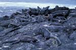 Marine Iguanas