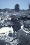 Flightless Cormorant