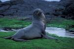 Sea Lion