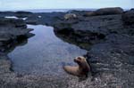 Sea Lions