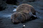 Sea Lion Pup