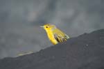 Yellow Warbler