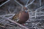 Galapagos Dove