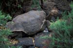 Galapagos Tortoise