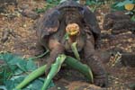 Galapagos Tortoise