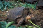 Galapagos Tortoise