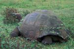 Galapagos Tortoise