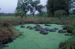 Galapagos Tortoises