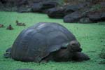 Galapagos Tortoise