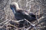 Red-Footed Boobie