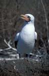 Nazca Boobie