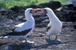 Nazca Boobies