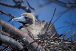 Red-Footed Boobie