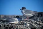 Swallow-Tail Gulls