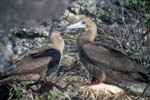 Red-Footed Boobie