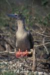 Red-Footed Boobie