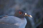 Swallow-Tail Gull