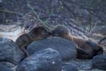 Sea Lions