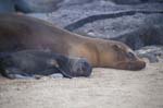 Sea Lion and Pup