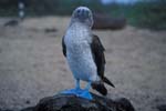 Blue-Footed Boobie