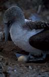 Blue-Footed Boobie