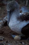 Blue-Footed Boobie