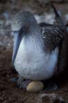 Blue-Footed Boobie