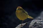 Yellow Warbler