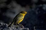 Yellow Warbler