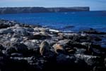 Sea Lions