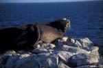 Sea Lion