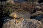 Land Iguana