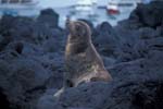 Sea Lion