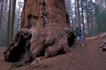 Me and Giant Sequoia