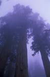 Giant Sequoias in Fog
