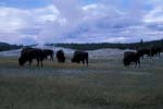 Buffalo near Old Faithful