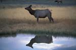 Elk in Pool near Old Faithful